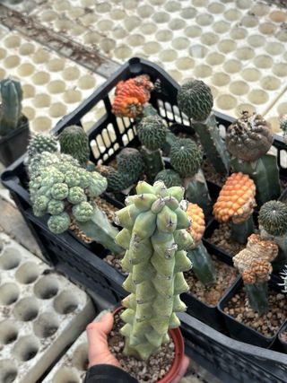 Cactus Myrtillocactus