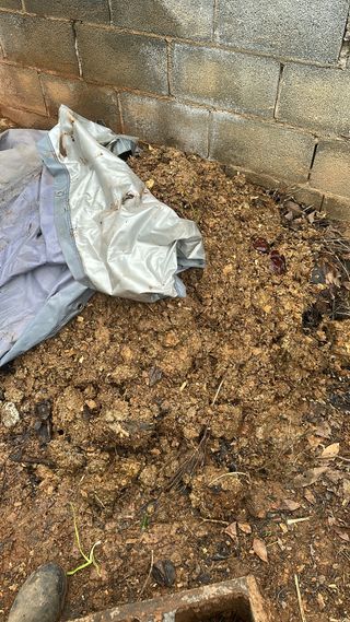 Estiércol de gallina