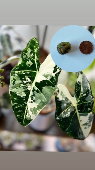 Cormo Alocasia Frydek