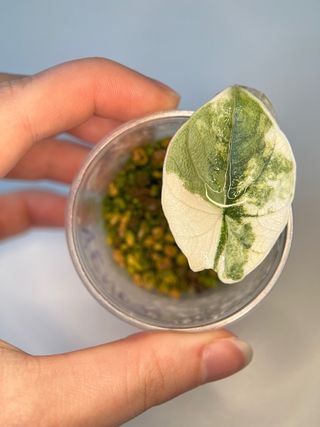 Alocasia Melo Albo Variegata