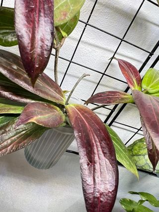 Baby Hoya Soligamiana