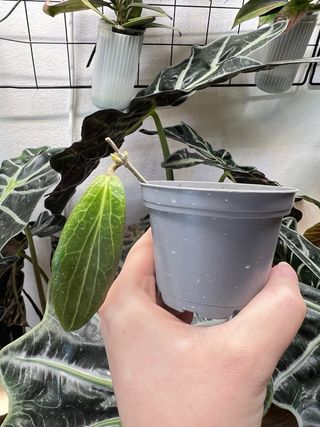 Baby Hoya Soligamiana