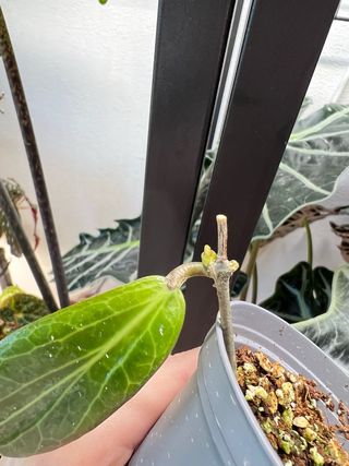 Baby Hoya Soligamiana