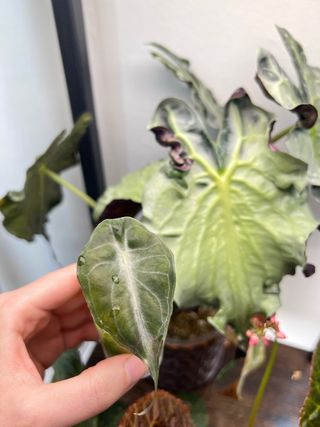 Alocasia Venom 1