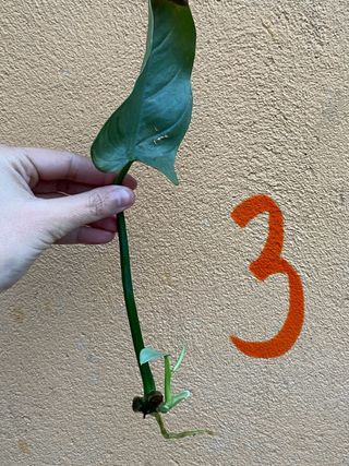 Philodendron Hastatum Silver Sword