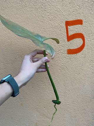 Philodendron Hastatum Silver Sword