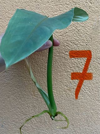 Philodendron Hastatum Silver Sword