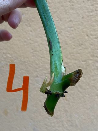 Philodendron Hastatum Silver Sword