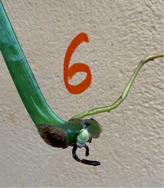 Philodendron Hastatum Silver Sword