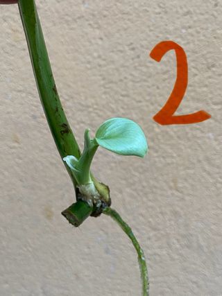 Philodendron Hastatum Silver Sword