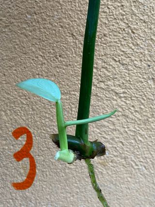 Philodendron Hastatum Silver Sword