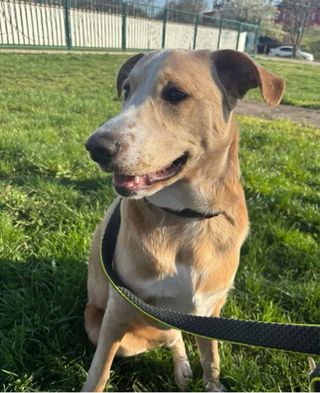 Paseador / Cuidador / Adiestrador de perros