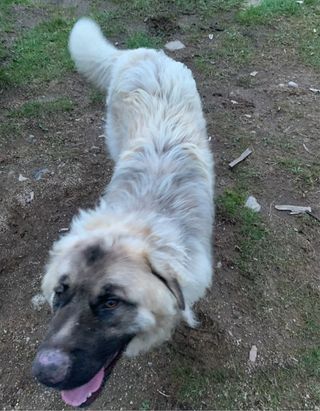 Paseador / Cuidador / Adiestrador de perros