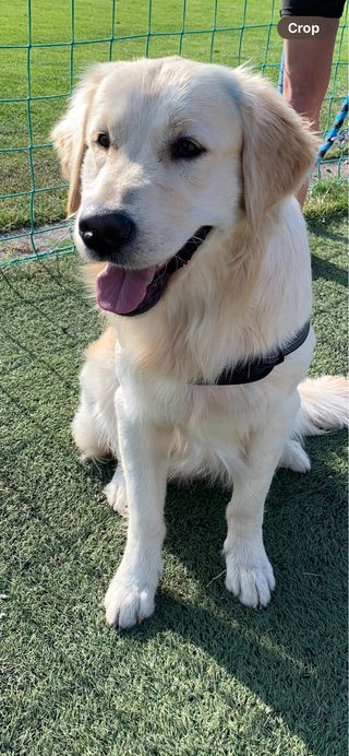 Paseador / Cuidador / Adiestrador de perros