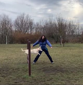 Paseador / Cuidador / Adiestrador de perros