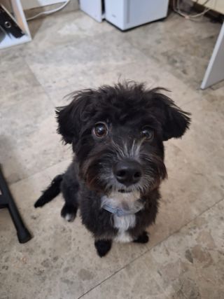 Paseador / Cuidador / Adiestrador de perros