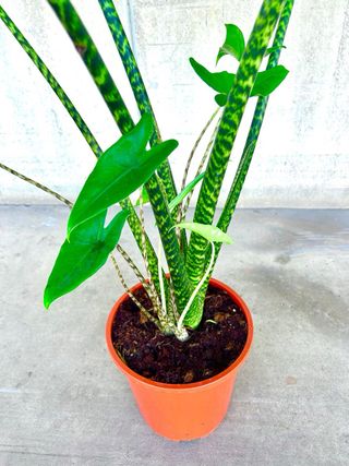 Planta interior/exterior Alocasia wentii