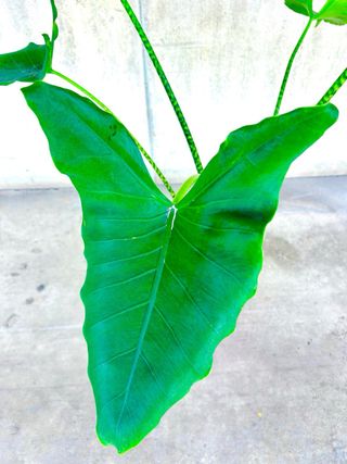 Planta interior/exterior Alocasia wentii