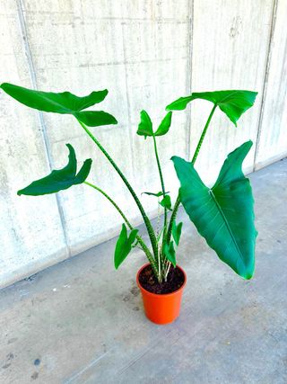 Planta interior/exterior Alocasia wentii