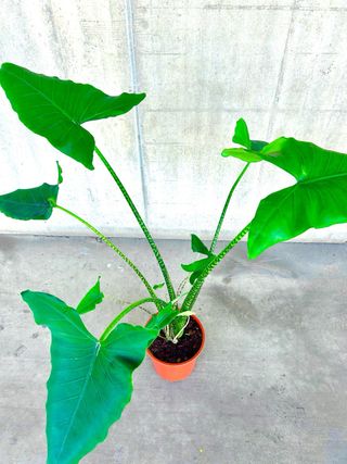 Planta interior/exterior Alocasia wentii