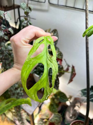 Esqueje Monstera Indonesian Marble 1