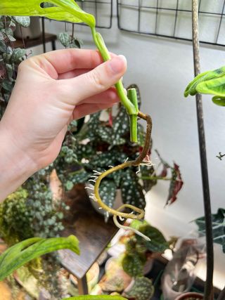 Esqueje Monstera Indonesian Marble 1