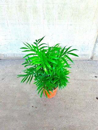 Planta interior/exterior Chamadorea elegans