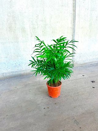Planta interior/exterior Chamadorea elegans