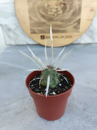 Tephrocactus articulatus var Papyracanthus