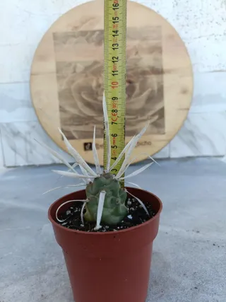 Tephrocactus articulatus var Papyracanthus