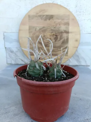 Tephrocactus articulatus var Papyracanthus