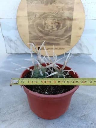 Tephrocactus articulatus var Papyracanthus