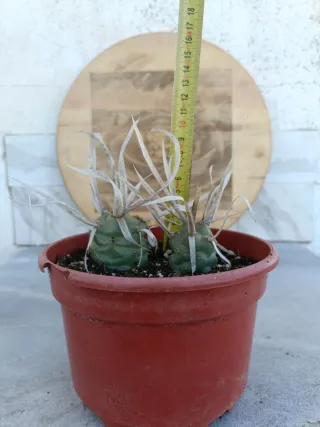 Tephrocactus articulatus var Papyracanthus