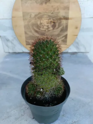 Mammillaria polythele ssp durispina