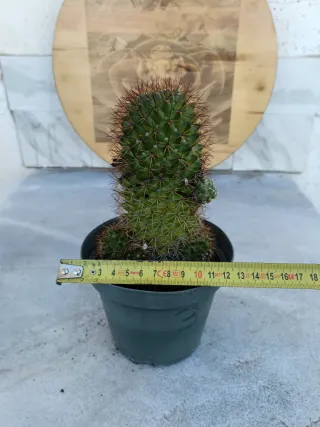 Mammillaria polythele ssp durispina