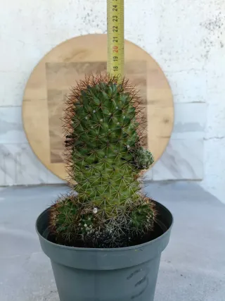 Mammillaria polythele ssp durispina