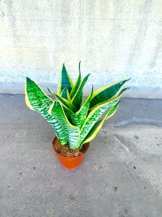 Planta interio/exterior “Sansevieria”