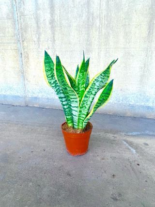 Planta interio/exterior “Sansevieria”