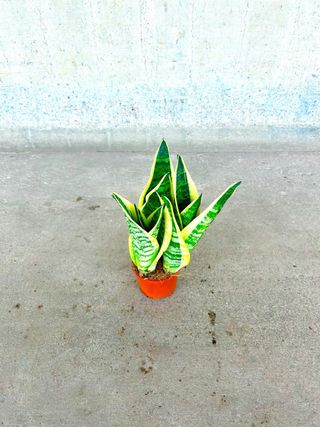 Planta interio/exterior “mini lengua de suegra”