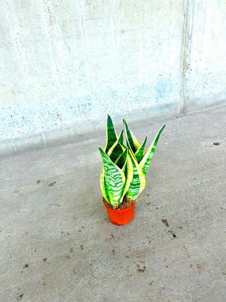 Planta interio/exterior “mini lengua de suegra”