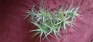 Clavel del aire-- Tillandsia