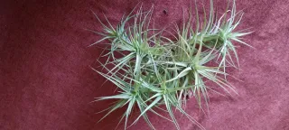 Clavel del aire-- Tillandsia