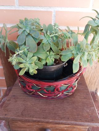 Planta Suculenta sedum palmeri