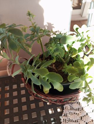 Planta Suculenta sedum palmeri