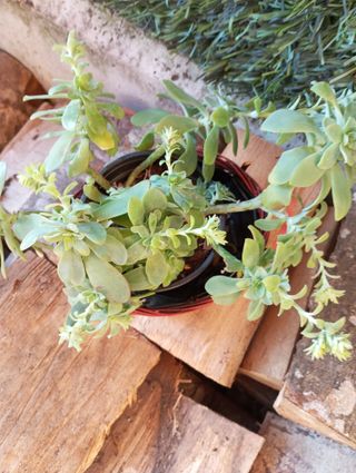 Planta Suculenta sedum palmeri