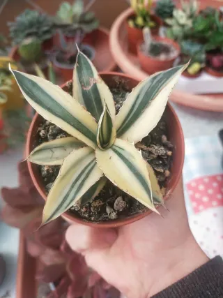 Agave Lophantha Quadricolor Extra ✨✨
