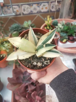Agave Lophantha Quadricolor Extra ✨✨