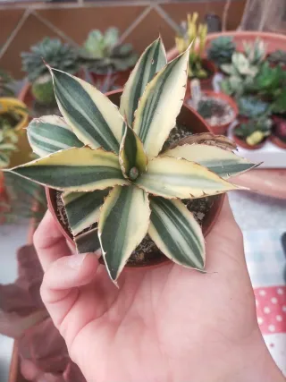 Agave Lophantha Quadricolor Extra ✨✨
