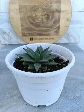 Agave isthemensis x filifera