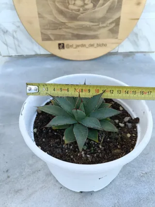 Agave isthemensis x filifera